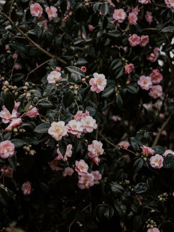 Unsplash ID e6Fb5oG3bek