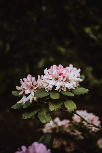 Unsplash ID E8k_ScHjpNQ