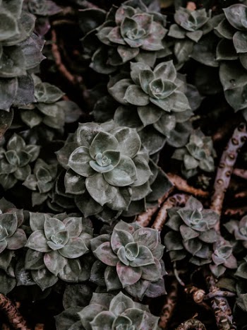 Unsplash ID E9YX71t_oqA