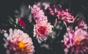 Unsplash ID eAeADptbds4