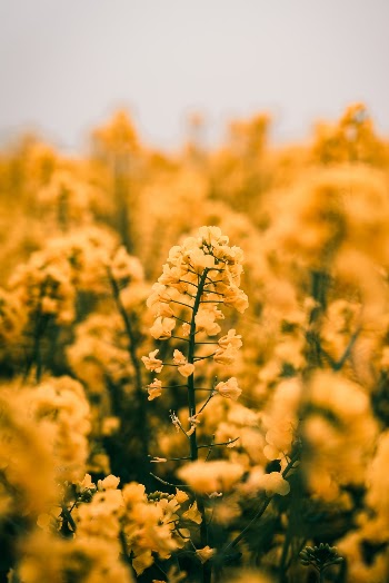 Unsplash ID ebT8GZonwxk