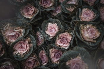 Unsplash ID EhAkHLv5R50