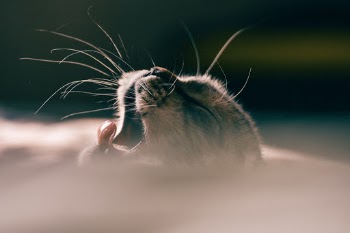Unsplash ID EI6sCmsJOS0