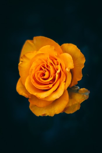Unsplash ID EIWU2cRGQwg