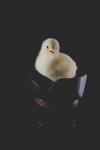 Unsplash ID EnNGR0911-I