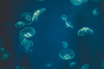 Unsplash ID ep_hDWGNF3g