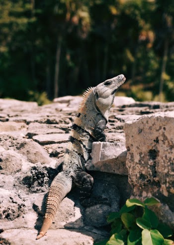 Unsplash ID ESpgum56JGU