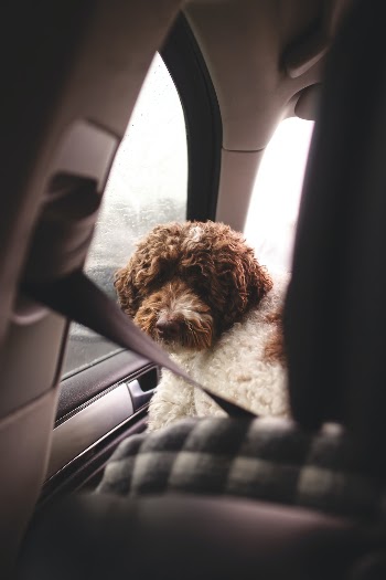 Unsplash ID eszXMGSIiBY