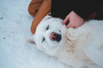 Unsplash ID Etobk5T7C_s