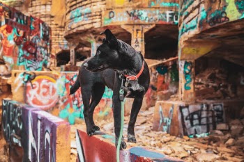 Unsplash ID exrCFOo-zeg