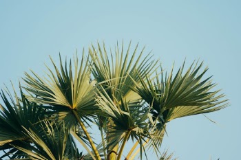 Unsplash ID exx4eF-yJ1Y