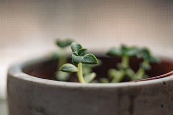 Unsplash ID eyD4uTVvte4