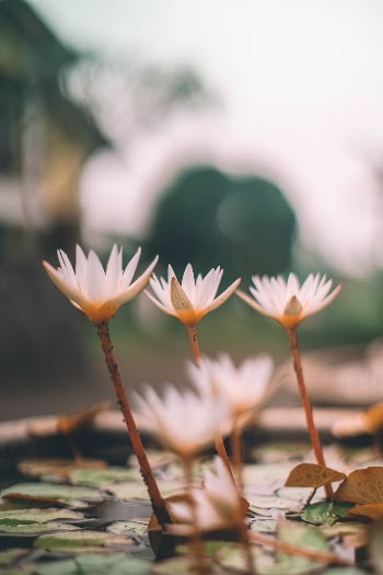 Unsplash ID F-ga6WwcqOQ