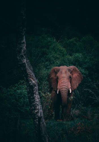 Unsplash ID f0oe9P9Yixs