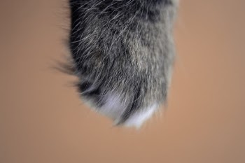Unsplash ID fb_-ORNv8fI