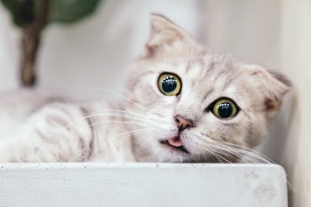 Unsplash ID FbhNdD1ow2g