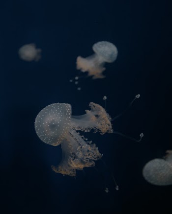 Unsplash ID fDb3e2bnTdU