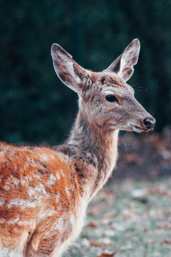 Unsplash ID FEeHROhwCjI