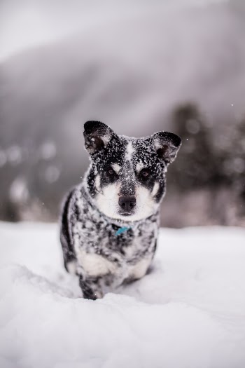Unsplash ID Ff-FOrLwiBQ