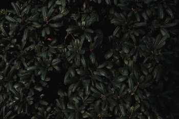 Unsplash ID fFbfLj_fpqc