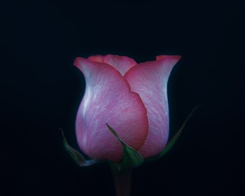Unsplash ID FiQ1Z7qrF2U