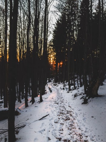 Unsplash ID fjBGtjxEMZ8