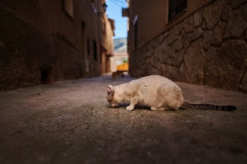 Unsplash ID fmRFpOdrIng