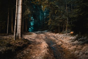 Unsplash ID FN4ZUS8kGQk