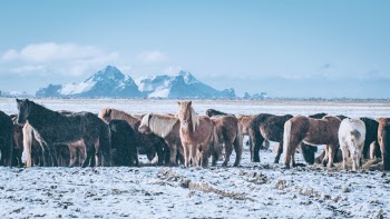 Unsplash ID fOKbF4iDYzg