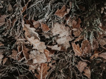 Unsplash ID FowO6_7AX6g