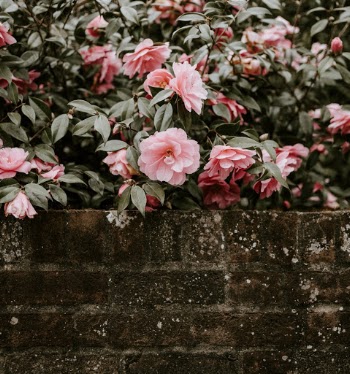 Unsplash ID fRtcRdU_f24