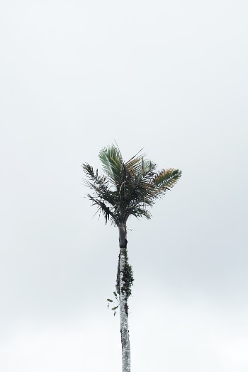 Unsplash ID Ft5IRpnKdiA