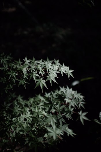 Unsplash ID fVIiTknYim8