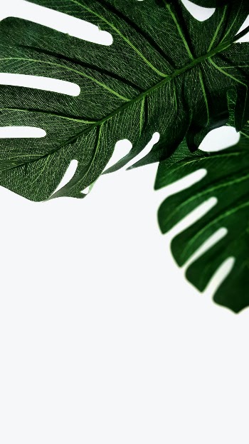 Unsplash ID fX8leXj8Q4o
