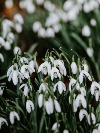 Unsplash ID Fz56lw7Q74s