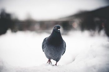 Unsplash ID G-ZBx1tv4gs