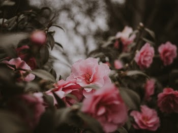 Unsplash ID g62VRbWsfu4