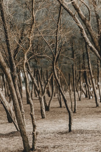 Unsplash ID G8wjPp7ALUs