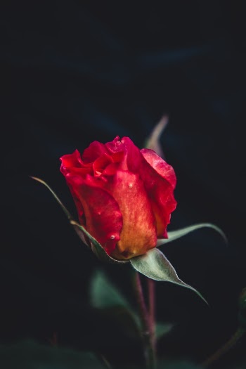 Unsplash ID GA6gCHdnxyU