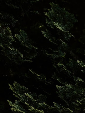 Unsplash ID gdO4lRYOYSo