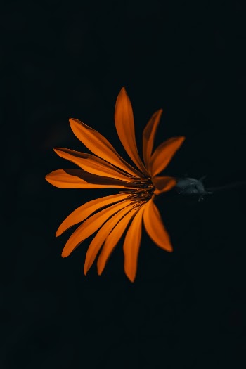 Unsplash ID gEzsziJrEGY