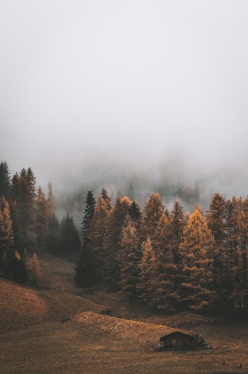 Unsplash ID gfoXYEifk6Y