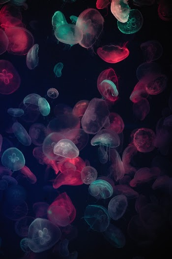 Unsplash ID gGX1fJkmw3k