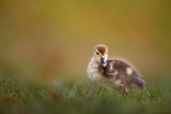 Unsplash ID gHfgrfFkrZY