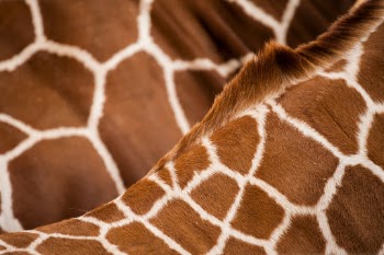 Unsplash ID Gn4BmH2J24s
