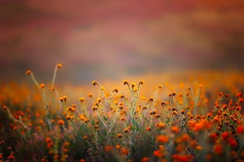 Unsplash ID gNiEefxX74Q