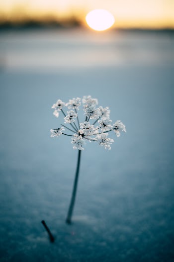 Unsplash ID GnSjLdysow4