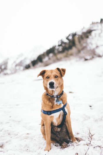 Unsplash ID gRn7yszG6-4