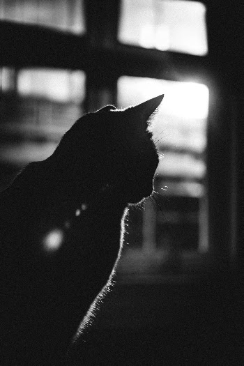 Unsplash ID GSGIU269LxU