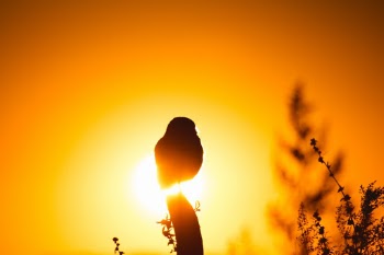 Unsplash ID GsxsvwiuuoM